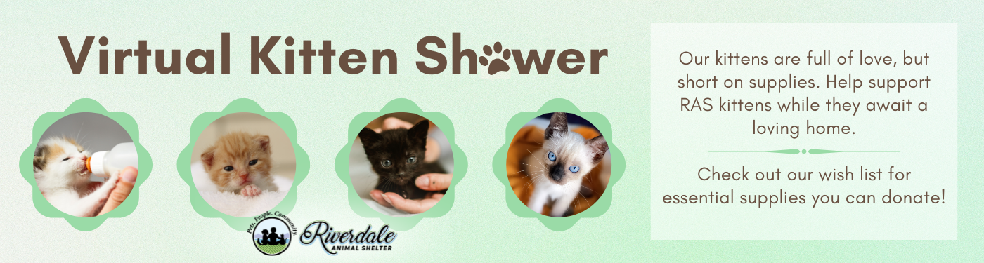 Kitten Shower