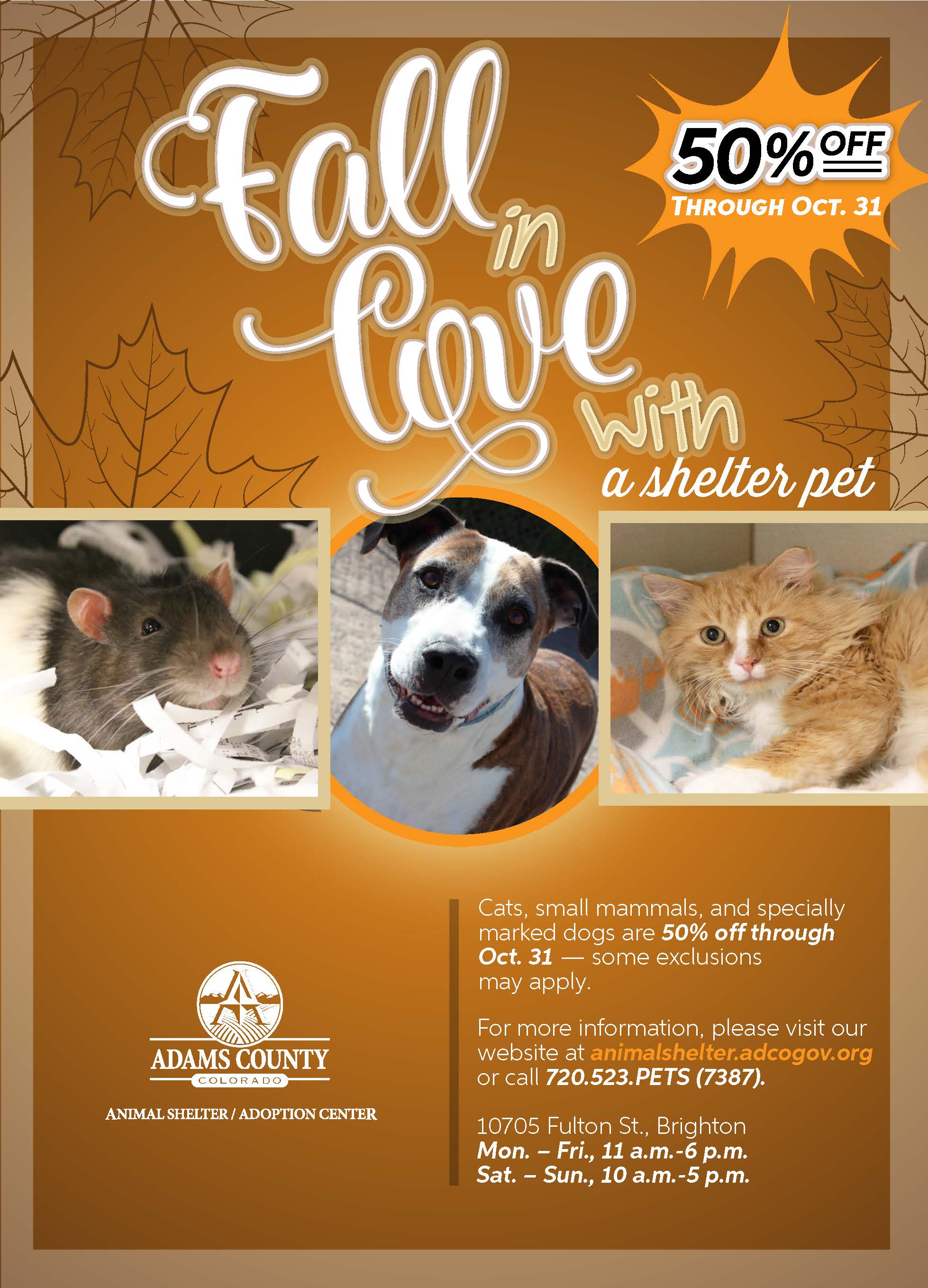 Fall in Love with a Shelter Pet