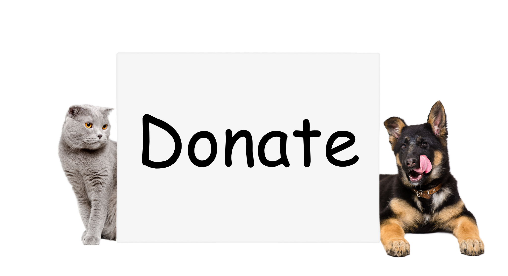 Where to Donate Dog Toys