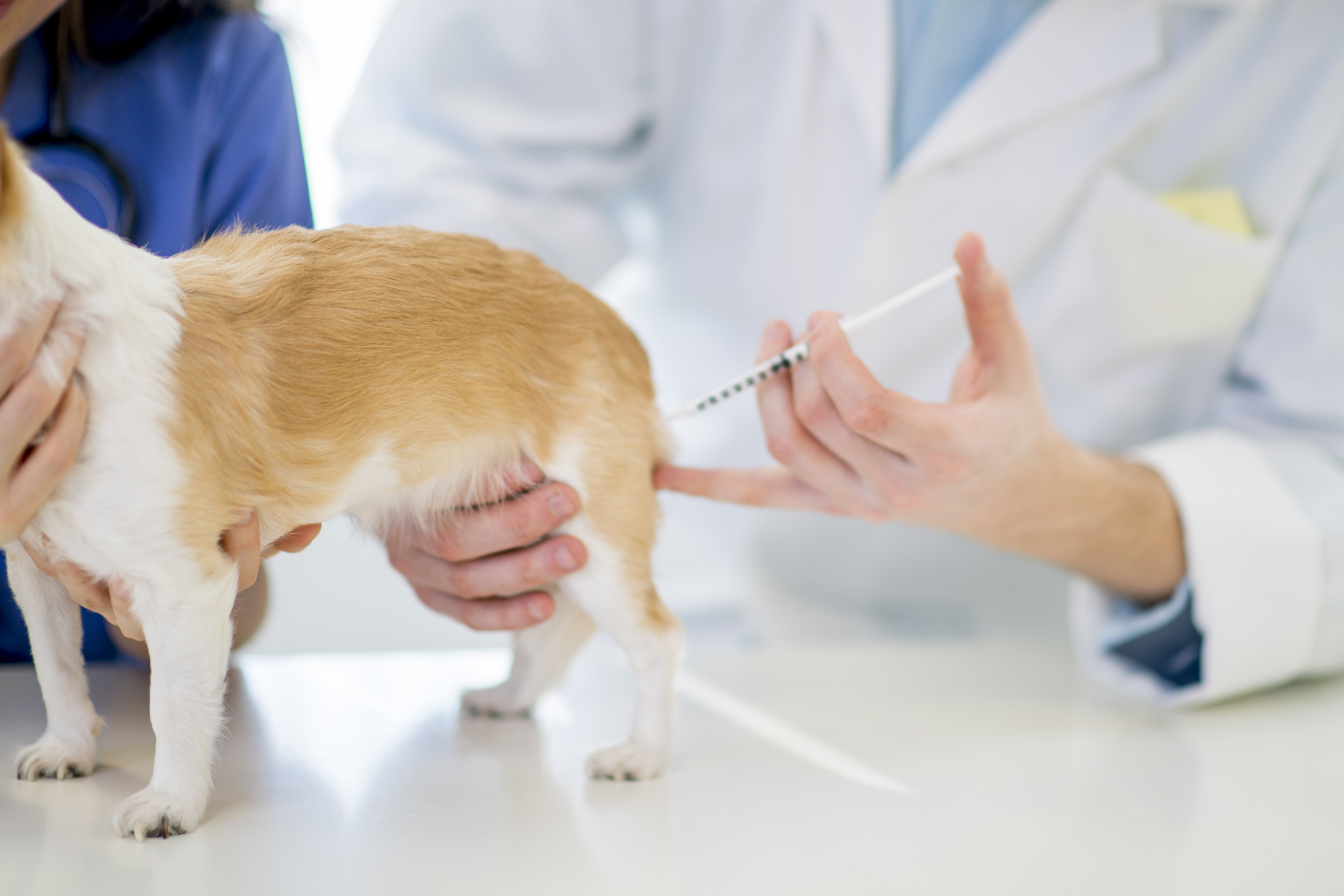 Low-Cost Vaccination and Microchip Clinic | Animal Shelter